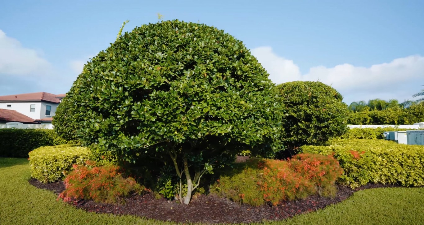 Professional tree and shrub trimming services